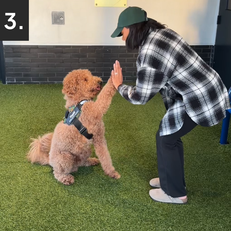 Your Dog Feels, <br>What you Feel