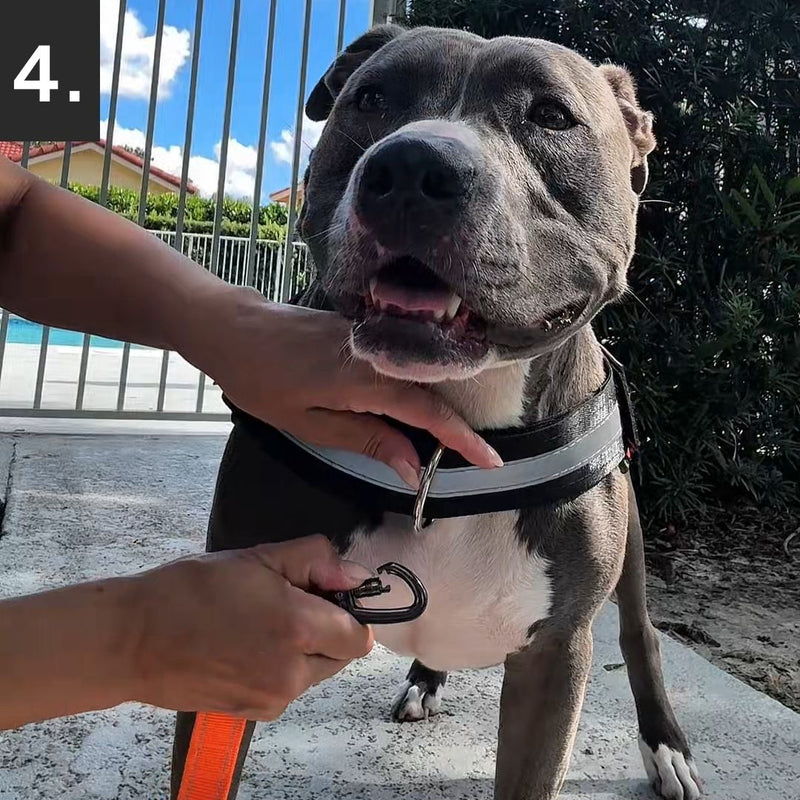 Your dog is pulling? <br>No Problem.