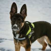 Dogshood ™ No Pull Harness