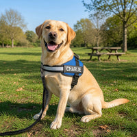 Dogshood ™ No Pull Harness